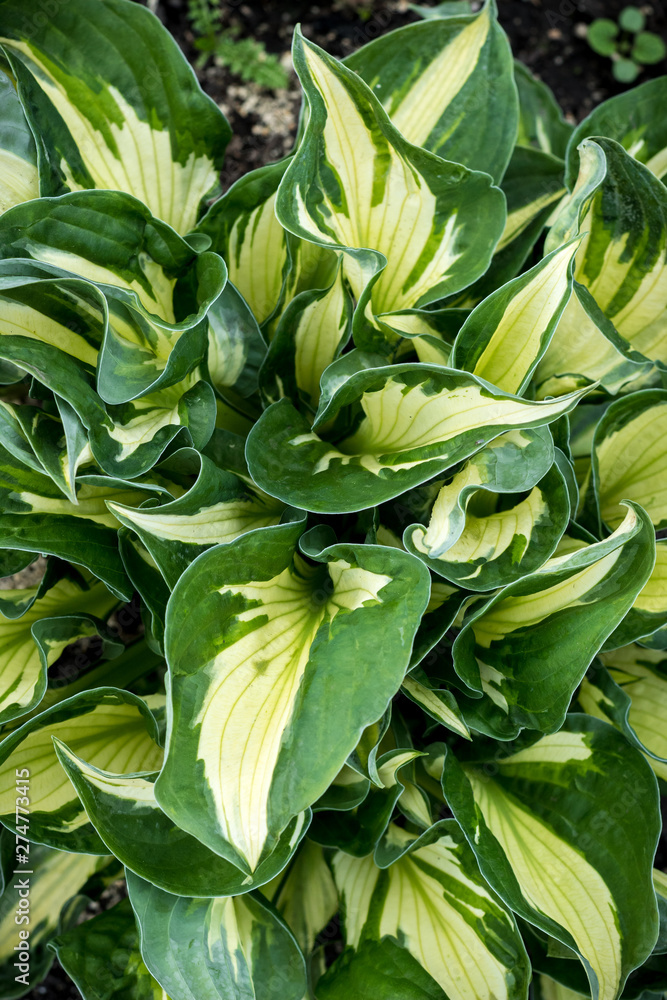 Fototapeta premium Green leaves pattern Natural background and wallpaper top view
