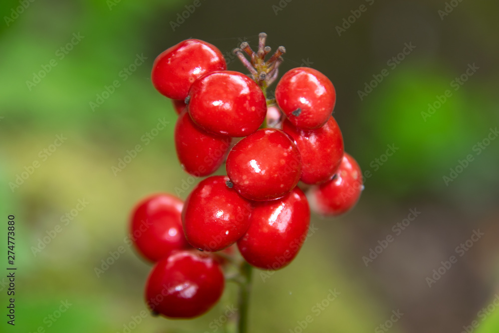 silver buffalo berry close up, in nature