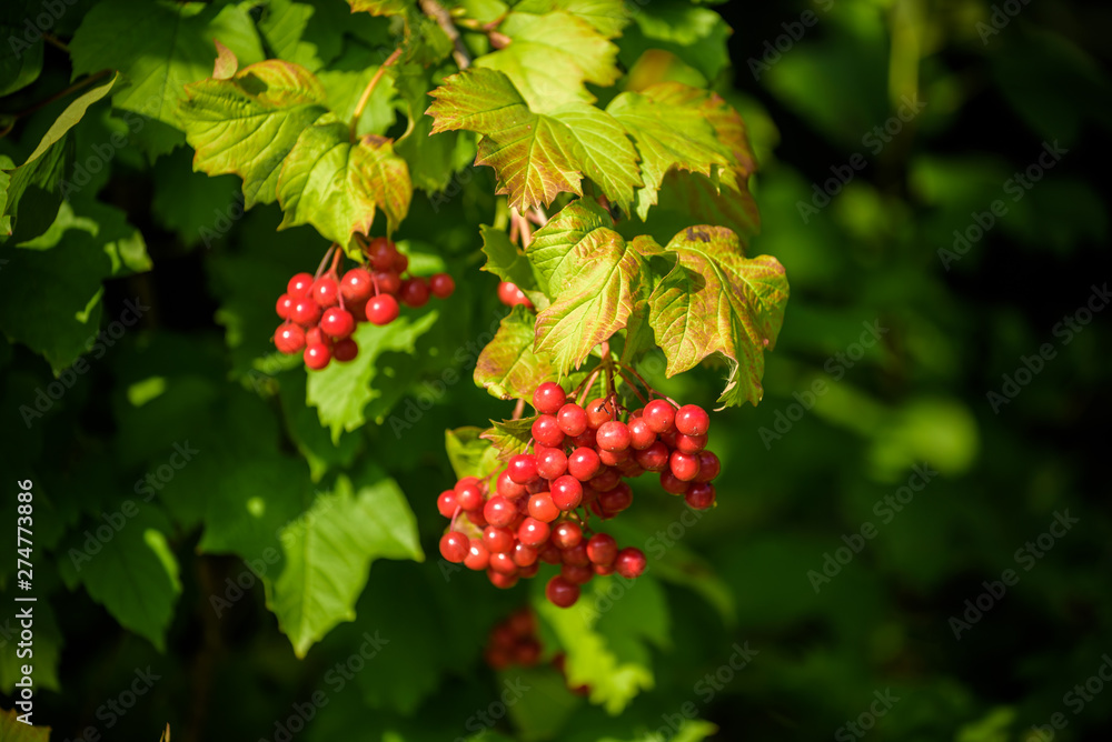 Red viburnum branch in the garden. Viburnum viburnum opulus berries and leaves outdoor in autumn fall. Bunch of red viburnum berries on a branch Red viburnum branch in the garden. Viburnum viburnum opulus berries and leaves outdoor in autumn fall. Bunch of red viburnum berries on a branch