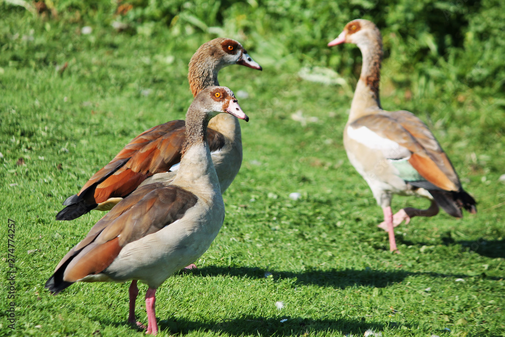 Obraz premium ducks on grass