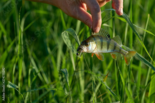 Fototapeta Naklejka Na Ścianę i Meble -  Freshwater perch in the hand of a fisherman.. Spinning sport fishing.  Catch & release.