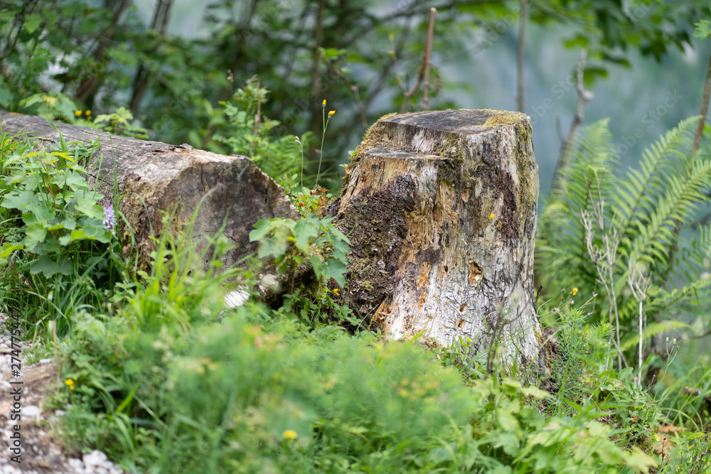 Fototapeta premium stump in the forest