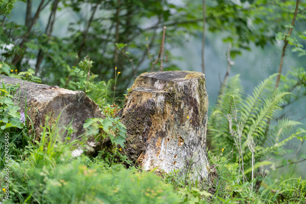 stump in the forest stump in the forest