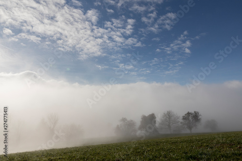 Brume autour des arbres en bordure d'un champ à l'herbe rase, au petit matin