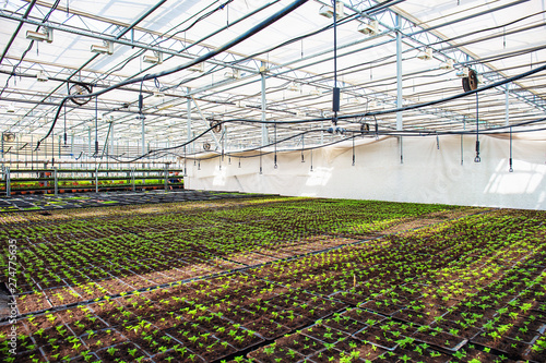 Inside industrial greenhouses interior, growing organic natural plants and vegetables