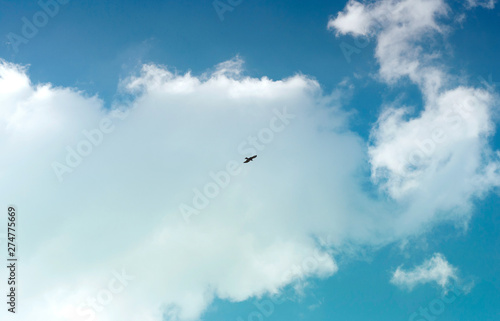 Eagle soars in the clouds, against the blue sky
