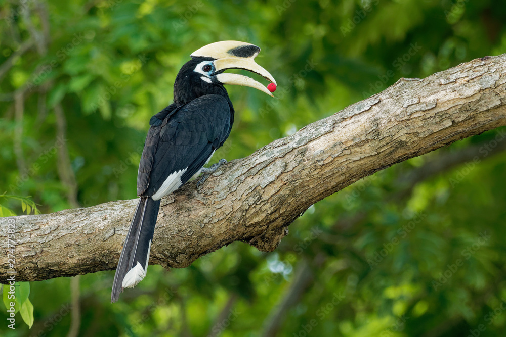 Oriental Pied-Hornbill - Anthracoceros albirostris large canopy-dwelling bird belonging to the Bucerotidae. Other common names are sunda pied hornbill (convexus) and Malaysian pied hornbill Oriental Pied-Hornbill - Anthracoceros albirostris large canopy-dwelling bird belonging to the Bucerotidae. Other common names are sunda pied hornbill (convexus) and Malaysian pied hornbill