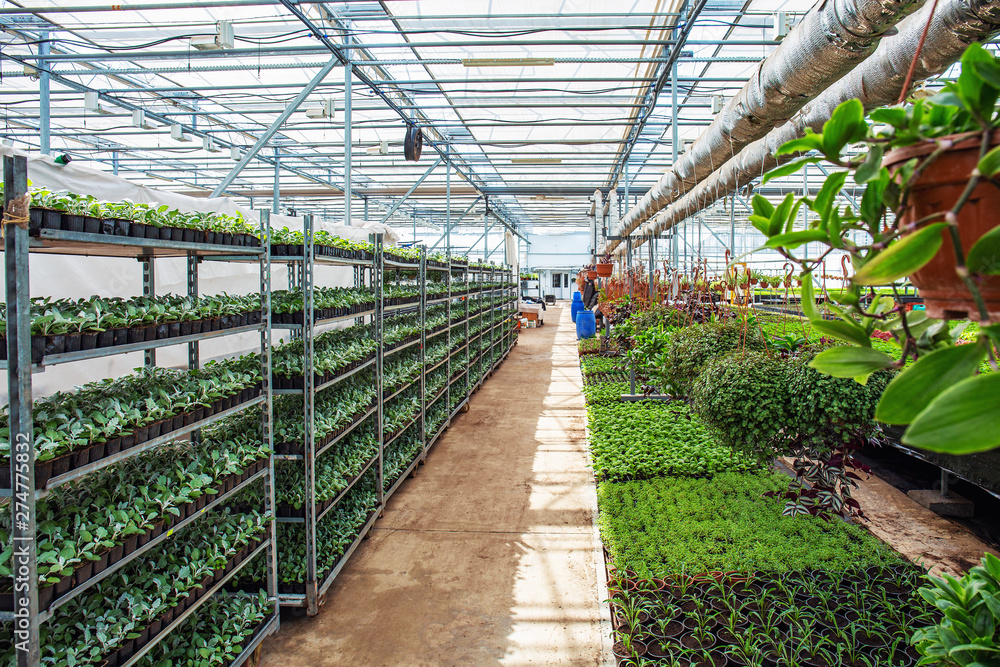 Inside industrial greenhouses interior, growing organic natural plants and vegetables Inside industrial greenhouses interior, growing organic natural plants and vegetables