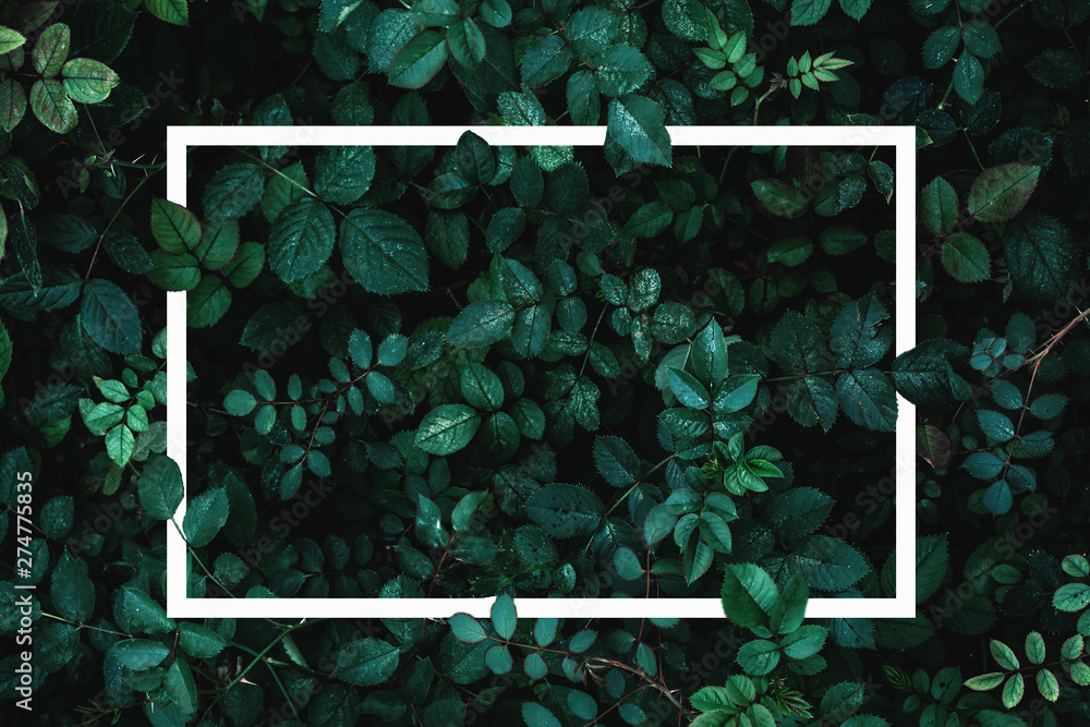 Green leaves or plants background with white frame for text as mockup for card - obrazy, fototapety, plakaty 