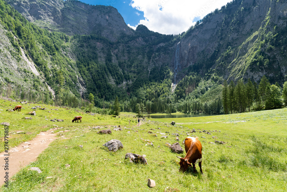 cow in the alps