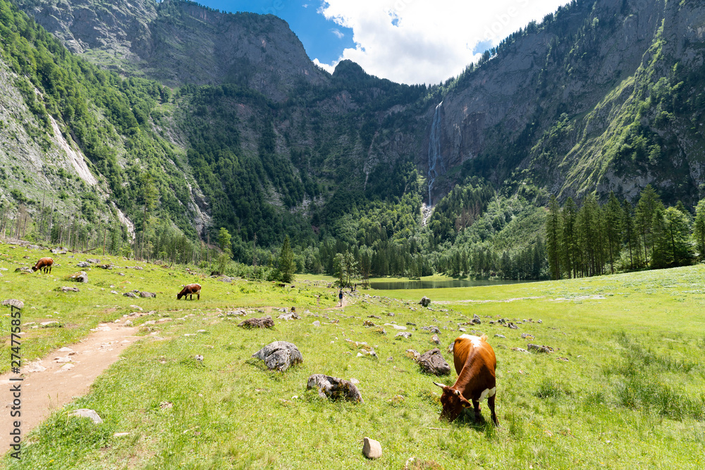 Fototapeta premium cow in the alps