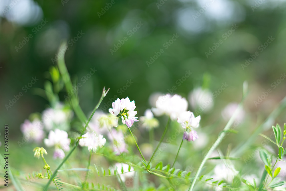 White wildflowers on a green background. Selective focus. White wildflowers on a green background. Selective focus.