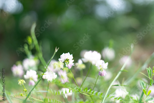 White wildflowers on a green background. Selective focus. photo