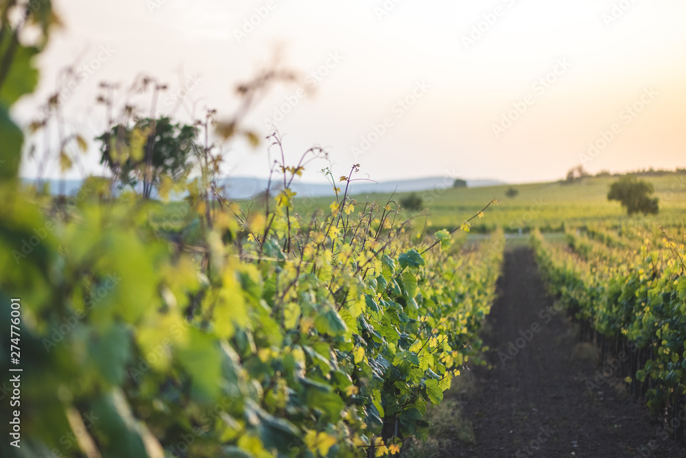 Cultivated vineyards. Grapevine in full green in rows in the setting sun Cultivated vineyards. Grapevine in full green in rows in the setting sun
