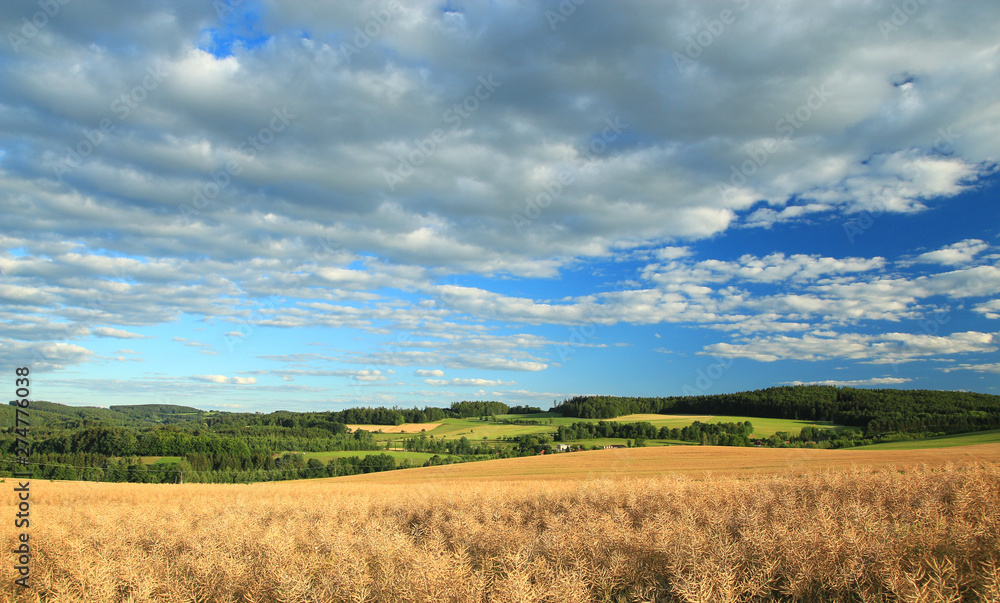 Summer landscape in sunny day. Rural countryside. Summer landscape in sunny day. Rural countryside.