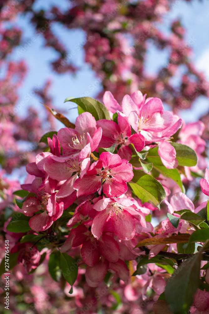 Cherry Tree 8 Cherry Tree 8