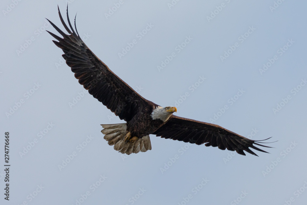 Closeup of a bald eagle flying, seen in the wild in North California Closeup of a bald eagle flying, seen in the wild in North California
