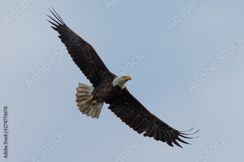 Closeup of a bald eagle flying, seen in the wild in  North California © ranchorunner