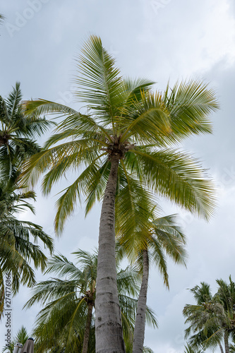 Tilted coconut palm trees on sky background