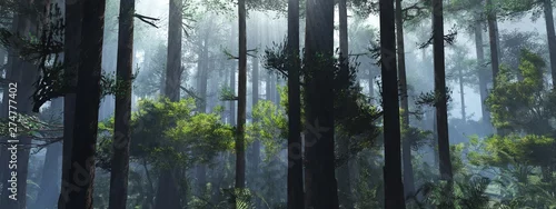 Panel kuchenny z motywem Trees in the fog. The smoke in the forest in the morning. A misty morning among the trees. 3D rendering