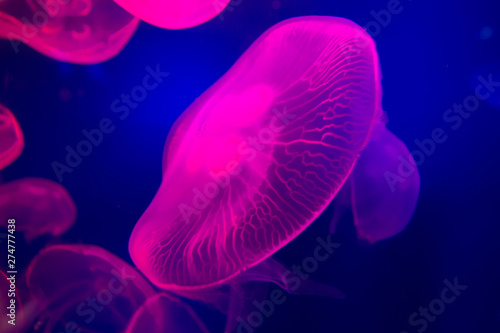 UAE, jellyfish in aquarium