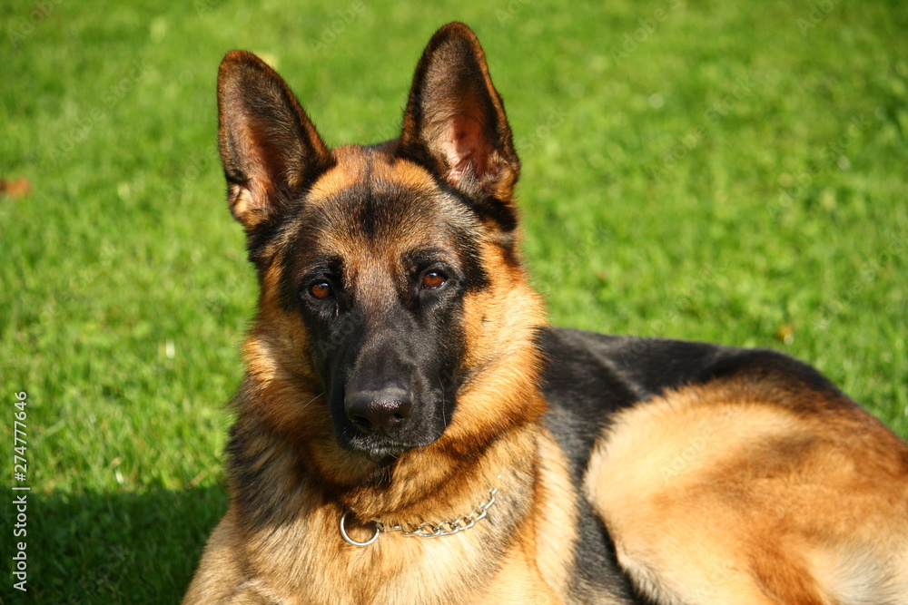 portrait of german shepherd dog on green grass