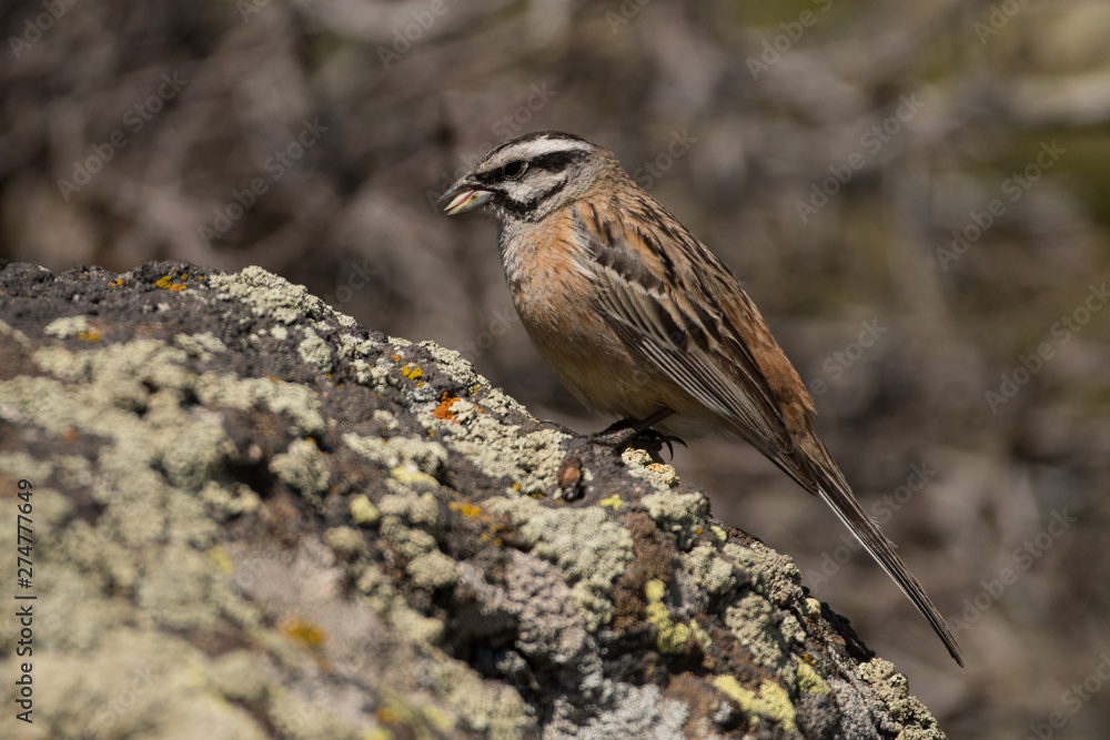 Stunning bird photo. Rock bunting (Emberiza cia) on the rock. Stunning bird photo. Rock bunting (Emberiza cia) on the rock.