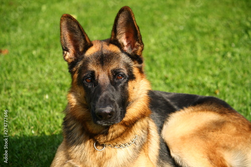 portrait of german shepherd dog on green grass