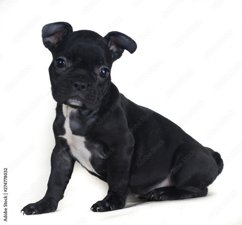 Fototapeta premium Black french bulldog hipopotamo looks isolated and looking at something