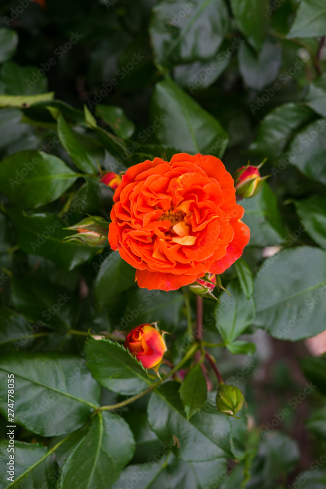 Beautiful orange-pink roses on a bush in the garden. Beautiful orange-pink roses on a bush in the garden.