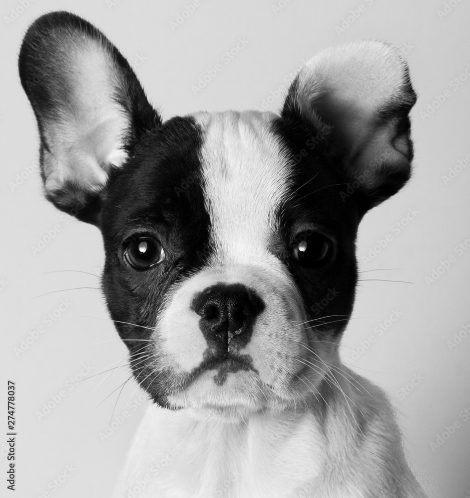 Black and white close-up portrait of frenchie bulldog looking at camera