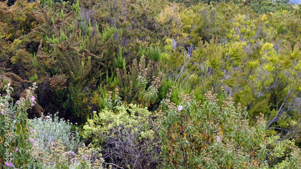 Obraz premium green landscape on teide volcano