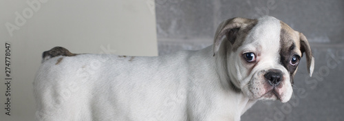 Interesting portrait of bulldog top part looking at camera, white and brown