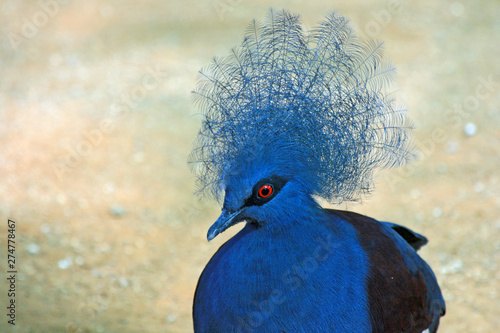 Western crowned pigeon