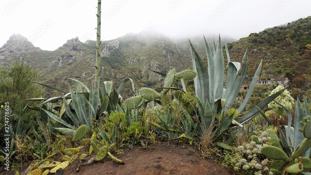 exotic plants in anaga mountains exotic plants in anaga mountains