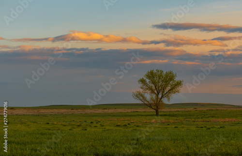 A Lone Tree on the Colorado Plains at Sunrise