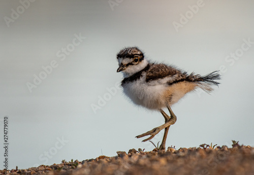 A Cute Baby Killdeer Wandering the Shoreline of a Lake photo