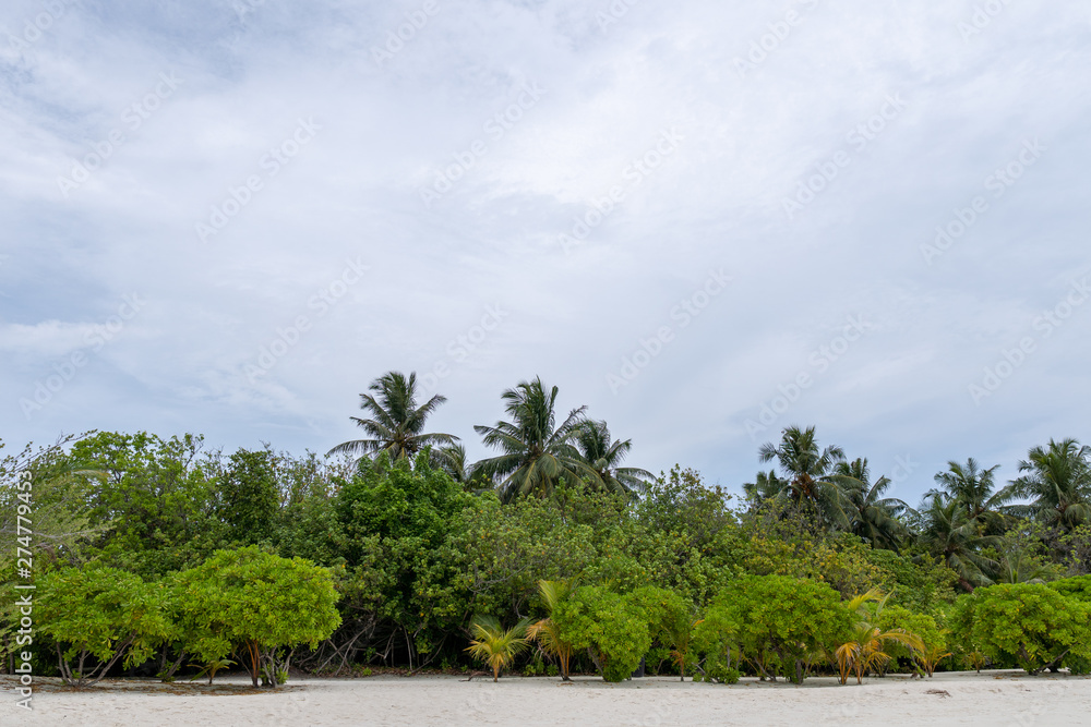 tropical beach in Maldives with few palm trees tropical beach in Maldives with few palm trees