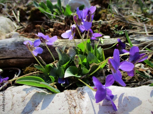 Plan rapproché de violettes fleuries entre une branche morte grise  et une pierre blanche photo