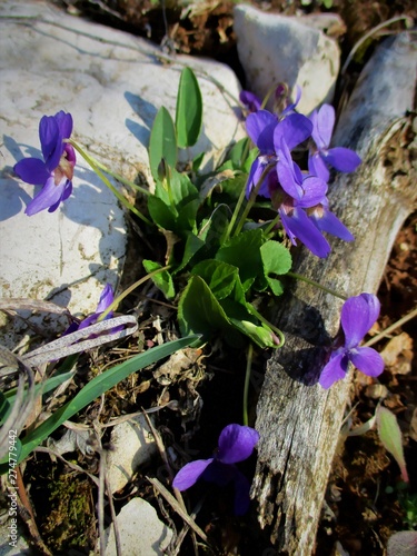 Plan de violettes fleuries entre une branche morte grise  et une pierre blanche photo