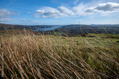 Lake Windermere in the background behind some tall grass near Ambleside