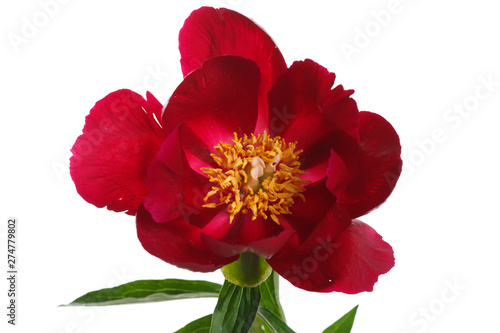 Red peony flower isolated on white background.