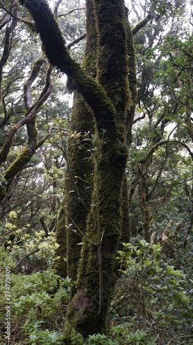 clouds forest in anaga mountains