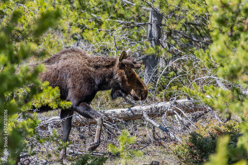 A Bull Moose Wanders Through the Forest 