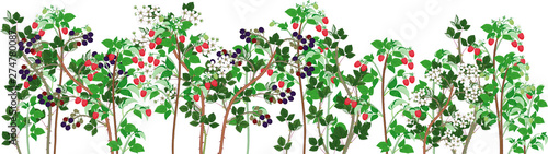 Agriculture plant border. General view of group of fruit-bearing raspberry and blackberry plants with ripe berries and green foliage isolated on white background
