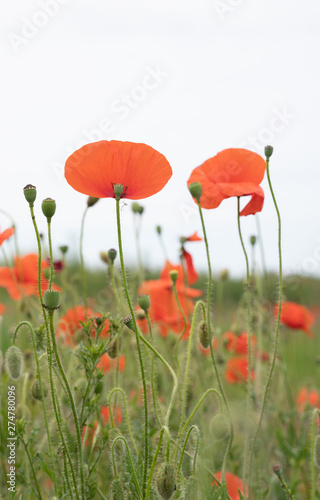 poppies on a background of blue sky