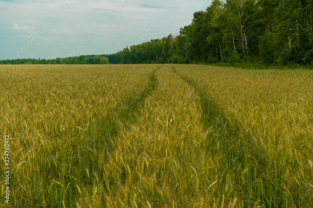 Obraz premium Wheat in the fields is almost ripe