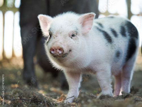 Obraz na plátně Cute little pigs in the farm. Portrait of a pig
