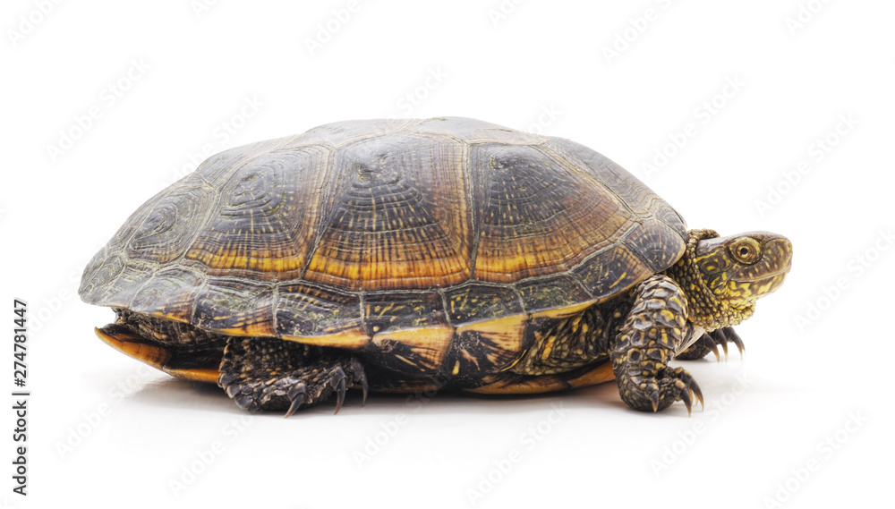 One big turtle. One big turtle.