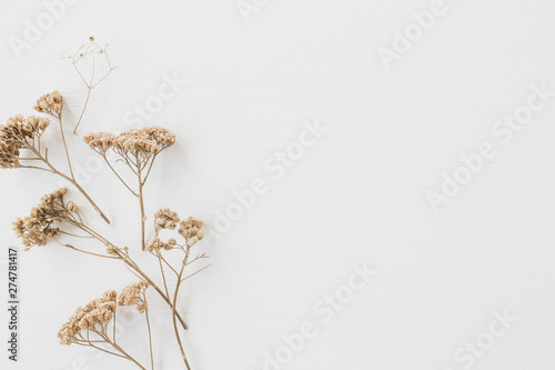 Dry floral branch on white background. Flat lay, top view minimal neutral flower composition.